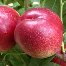 Nectarineiro com carne branca